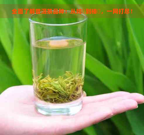 全面了解普洱茶品种：从姹熻到榛勫，一网打尽！