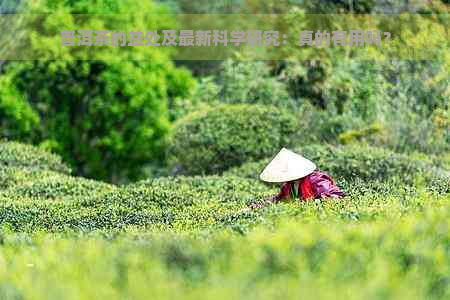 普洱茶的益处及最新科学研究：真的有用吗？