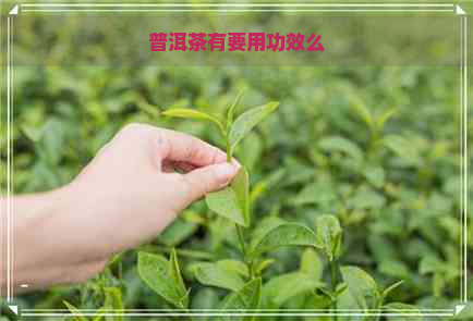 普洱茶有要用功效么