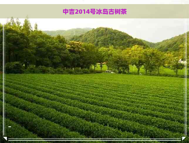 中吉2014号冰岛古树茶