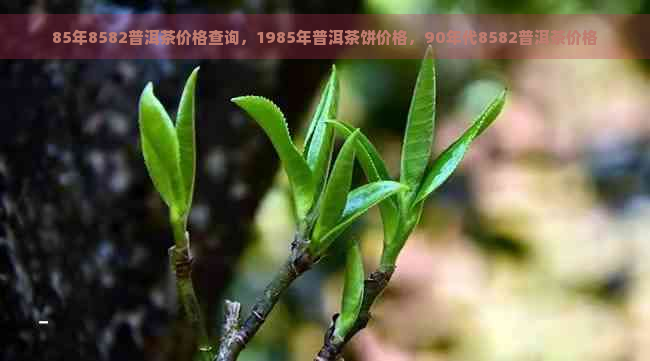 85年8582普洱茶价格查询，1985年普洱茶饼价格，90年代8582普洱茶价格