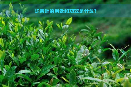 陈茶叶的用处和功效是什么？