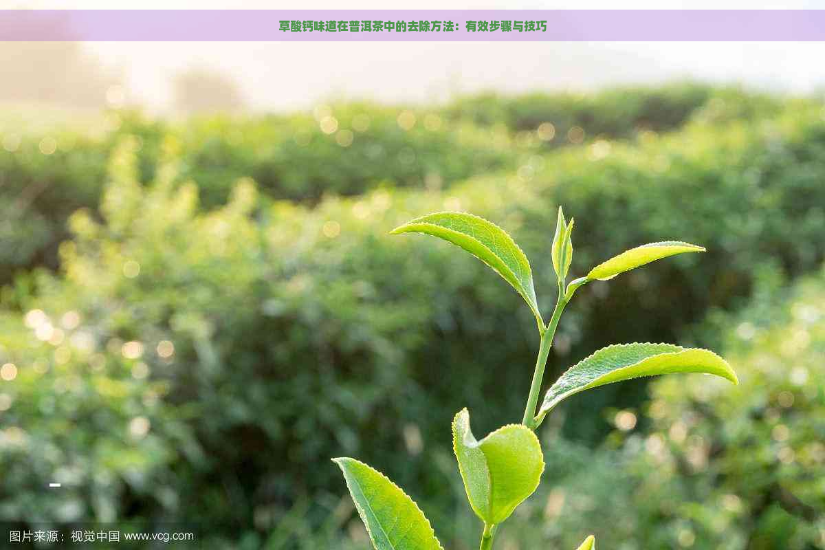 草酸钙味道在普洱茶中的去除方法：有效步骤与技巧