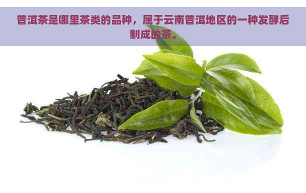 普洱茶是哪里茶类的品种，属于云南普洱地区的一种发酵后制成的茶。