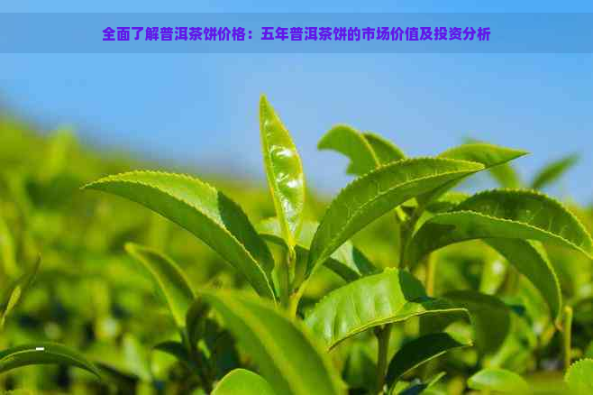 全面了解普洱茶饼价格：五年普洱茶饼的市场价值及投资分析