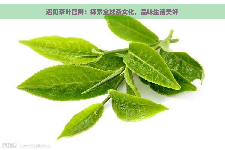 遇见茶叶官网：探索全球茶文化，品味生活美好