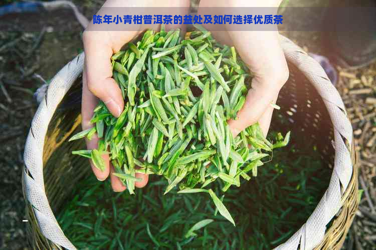 陈年小青柑普洱茶的益处及如何选择优质茶