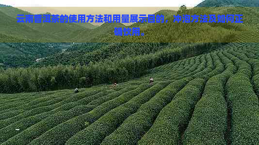 云南普洱茶的使用方法和用量展示目的，冲泡方法及如何正确饮用。