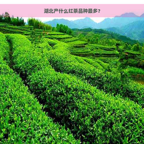 湖北产什么红茶品种最多？