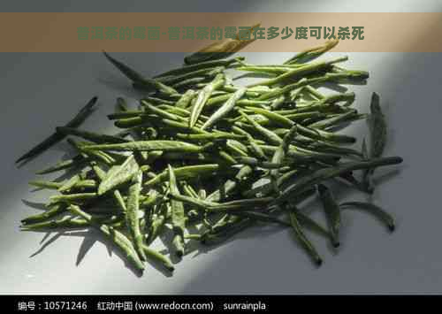 普洱茶的霉菌-普洱茶的霉菌在多少度可以杀死