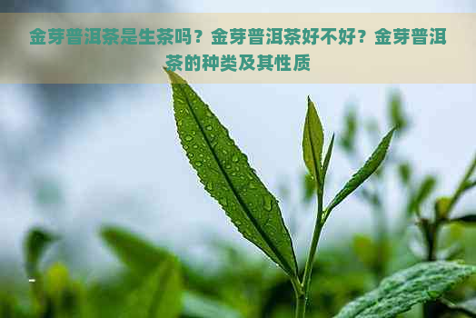 金芽普洱茶是生茶吗？金芽普洱茶好不好？金芽普洱茶的种类及其性质