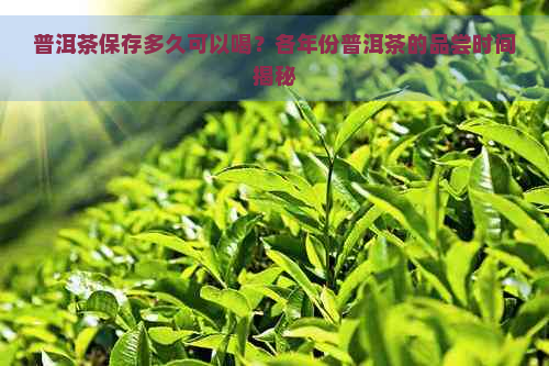 普洱茶保存多久可以喝？各年份普洱茶的品尝时间揭秘