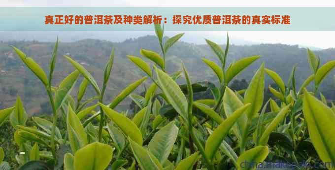 真正好的普洱茶及种类解析：探究优质普洱茶的真实标准