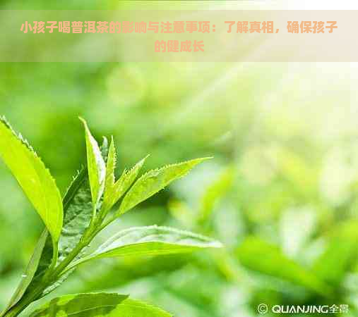 小孩子喝普洱茶的影响与注意事项：了解真相，确保孩子的健成长