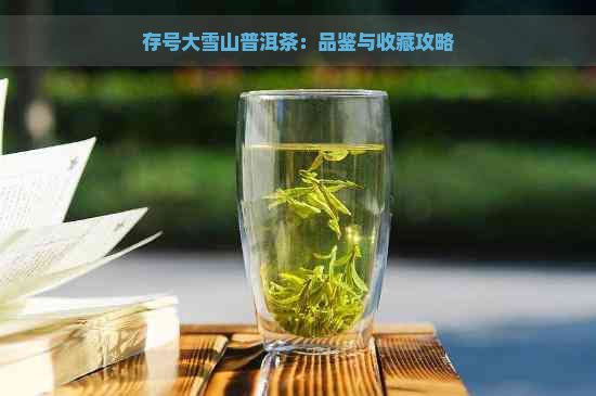 存号大雪山普洱茶：品鉴与收藏攻略