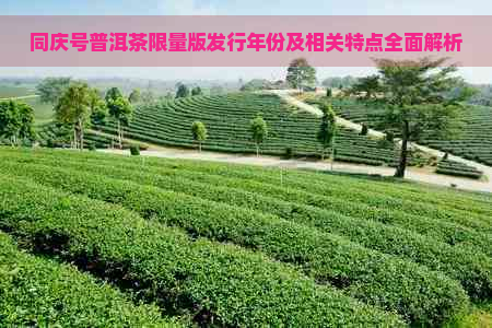 同庆号普洱茶限量版发行年份及相关特点全面解析