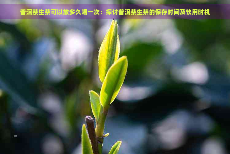 普洱茶生茶可以放多久喝一次：探讨普洱茶生茶的保存时间及饮用时机