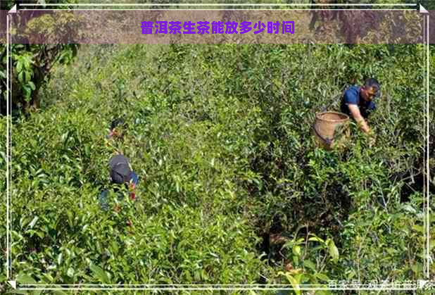 普洱茶生茶能放多少时间