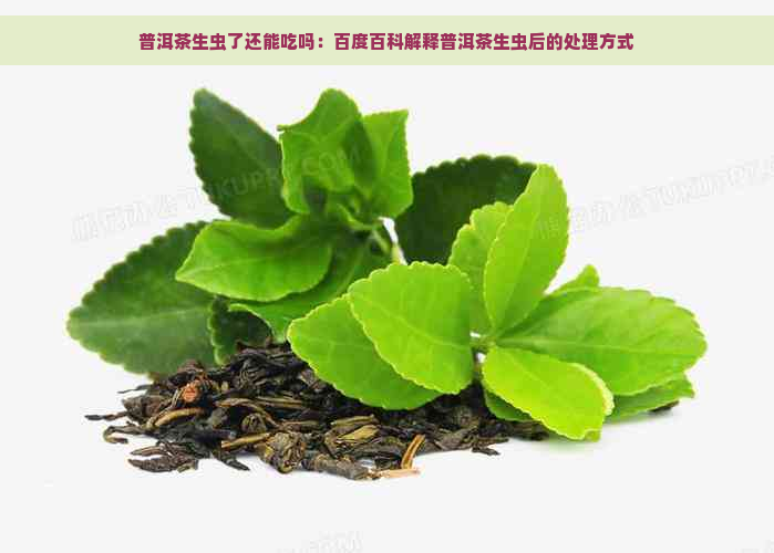 普洱茶生虫了还能吃吗：百度百科解释普洱茶生虫后的处理方式