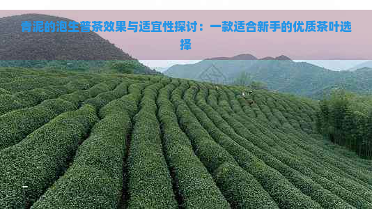 青泥的泡生普茶效果与适宜性探讨：一款适合新手的优质茶叶选择