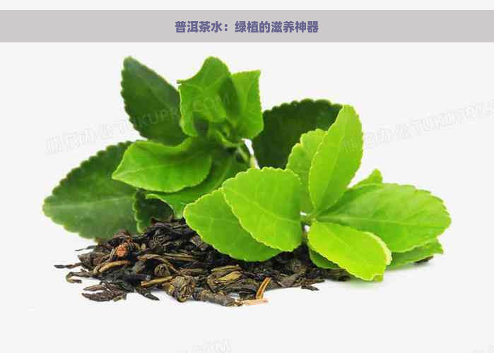 普洱茶水：绿植的滋养神器