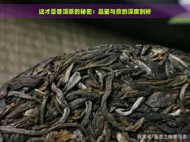 这才是普洱茶的秘密：品鉴与欣的深度剖析