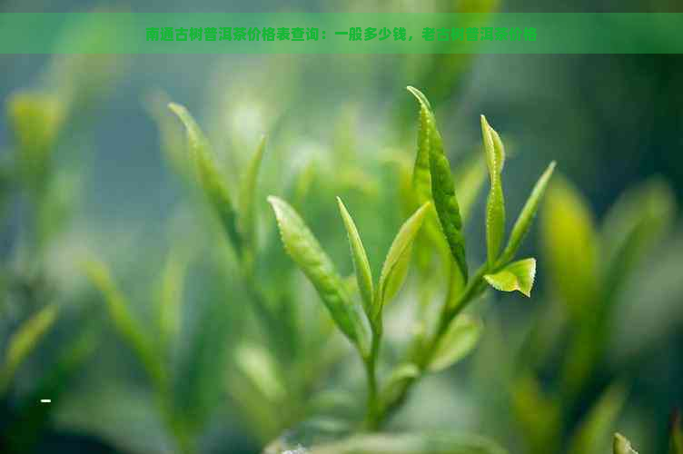 南通古树普洱茶价格表查询：一般多少钱，老古树普洱茶价格