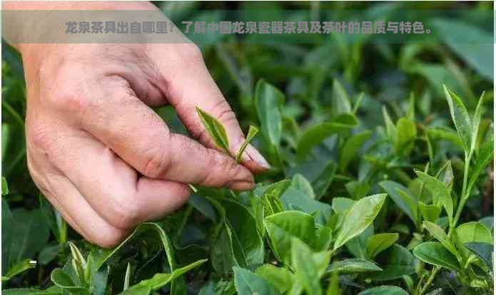 龙泉茶具出自哪里？了解中国龙泉瓷器茶具及茶叶的品质与特色。