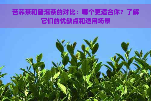 苦荞茶和普洱茶的对比：哪个更适合你？了解它们的优缺点和适用场景