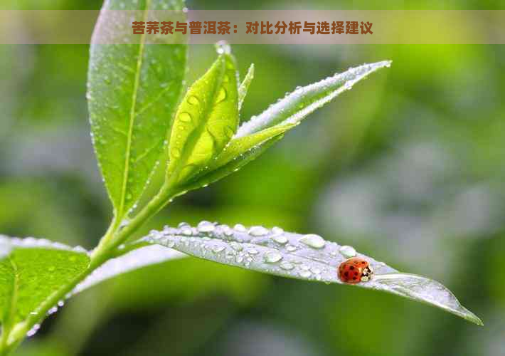 苦荞茶与普洱茶：对比分析与选择建议