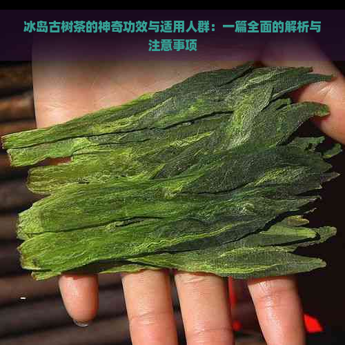 冰岛古树茶的神奇功效与适用人群：一篇全面的解析与注意事项