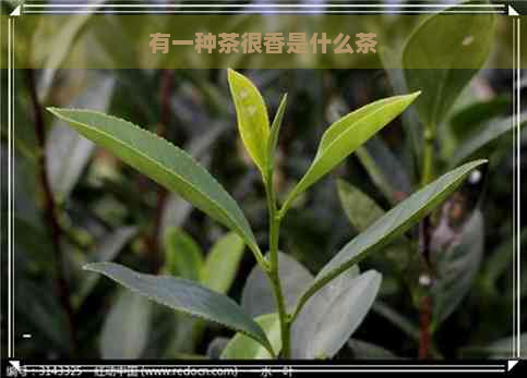 有一种茶很香是什么茶