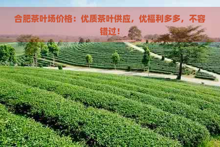 合肥茶叶场价格：优质茶叶供应，优福利多多，不容错过！