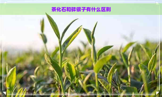 茶化石和碎银子有什么区别