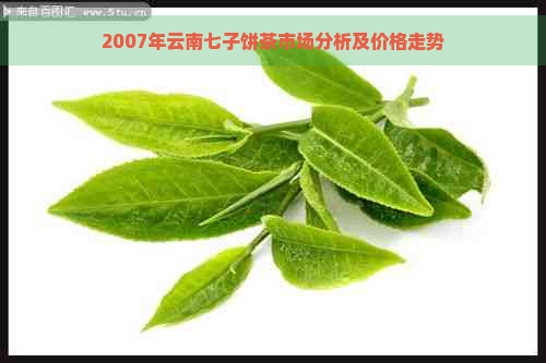 2007年云南七子饼茶市场分析及价格走势