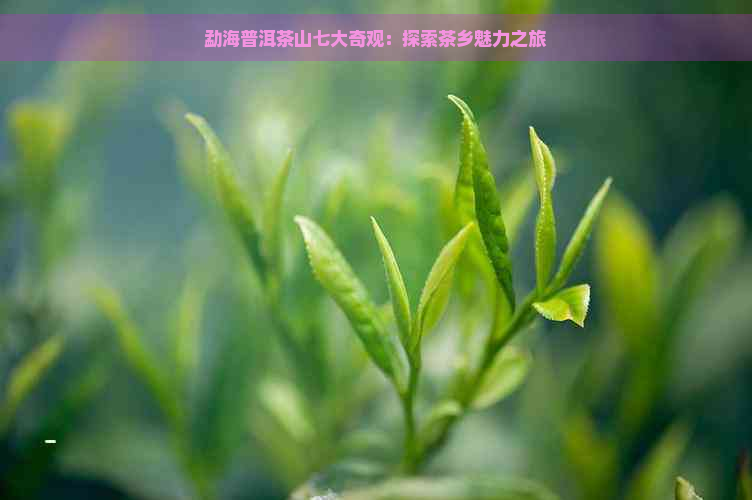 勐海普洱茶山七大奇观：探索茶乡魅力之旅