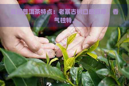 曼班普洱茶特点：老寨古树口感醇厚，香气独特。