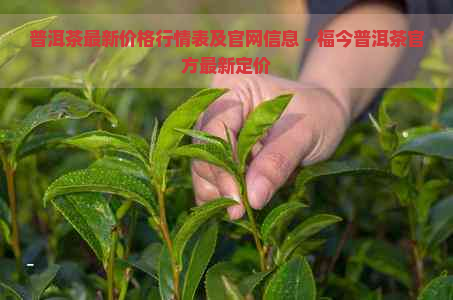 普洱茶最新价格行情表及官网信息 - 福今普洱茶官方最新定价