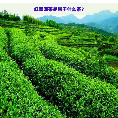 红普洱茶是属于什么茶？