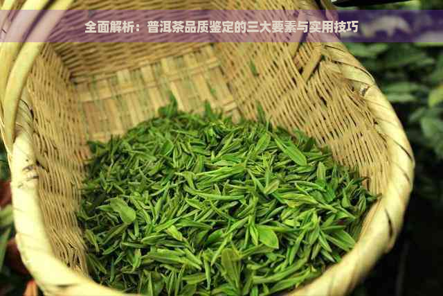 全面解析：普洱茶品质鉴定的三大要素与实用技巧