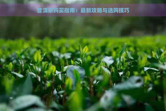 普洱茶购买指南：最新攻略与选购技巧