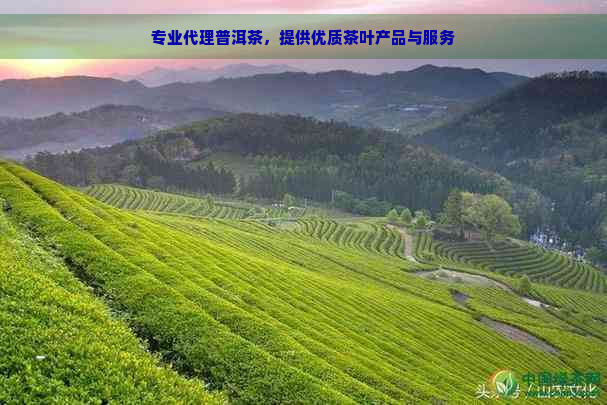 专业代理普洱茶，提供优质茶叶产品与服务