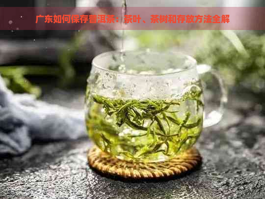 广东如何保存普洱茶：茶叶、茶树和存放方法全解