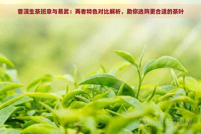 普洱生茶班章与易武：两者特色对比解析，助你选购更合适的茶叶