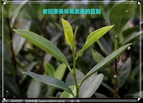 老班章茶与易武茶的区别