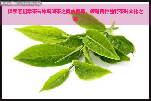 探索老班章茶与冰岛湖茶之间的差异，领略两种独特茶叶文化之美