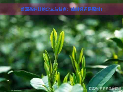 普洱茶纯料的定义与特点：纯料好还是配料？