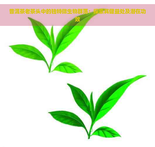 普洱茶老茶头中的独特微生物群落：探索其健益处及潜在功效