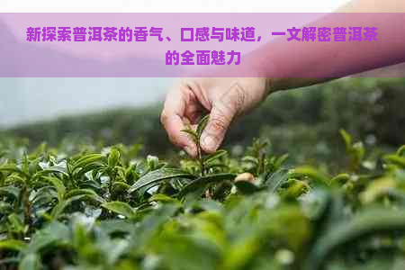 新探索普洱茶的香气、口感与味道，一文解密普洱茶的全面魅力