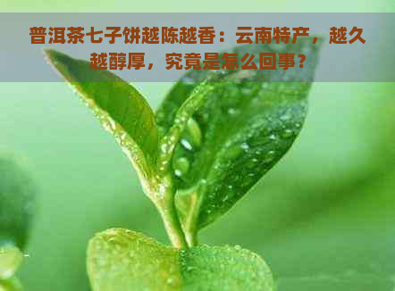 普洱茶七子饼越陈越香：云南特产，越久越醇厚，究竟是怎么回事？